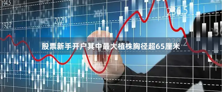 股票新手开户其中最大植株胸径超65厘米